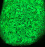 Load image into Gallery viewer, Happy Gilmore - Adam Sandler Collection UV Glow