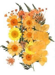 Orange Flowers